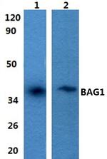BAG1 Polyclonal Antibody