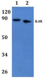 IL4R Polyclonal Antibody