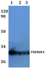 OX40 Polyclonal Antibody