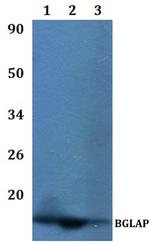 Osteocalcin Polyclonal Antibody