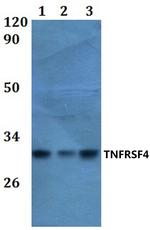 OX40 Polyclonal Antibody