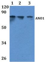 DOG-1 Polyclonal Antibody