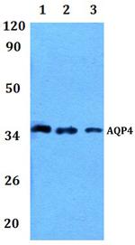 Aquaporin 4 Polyclonal Antibody