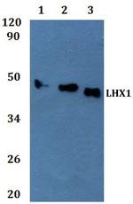 LIM1 Polyclonal Antibody