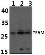 TFAM Polyclonal Antibody
