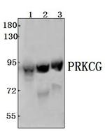PKC gamma Polyclonal Antibody