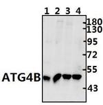 ATG4B Polyclonal Antibody