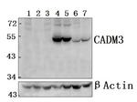 CADM3 Polyclonal Antibody