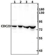Cdc23 Antibody in Western Blot (WB)