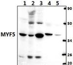 MYF5 Antibody in Western Blot (WB)