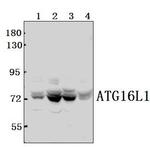 ATG16L1 Polyclonal Antibody