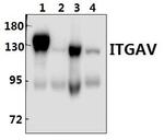 CD51 Polyclonal Antibody