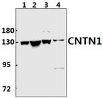 Contactin 1 Polyclonal Antibody