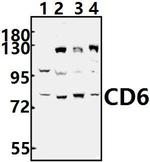 CD6 Polyclonal Antibody
