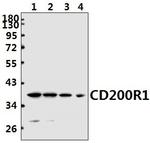 CD200R Polyclonal Antibody