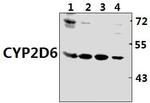 CYP2D6 Polyclonal Antibody