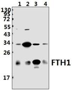 Ferritin Heavy Chain Polyclonal Antibody
