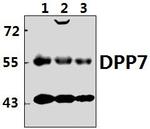 DPP2 Polyclonal Antibody