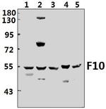 Factor X/Xa Polyclonal Antibody