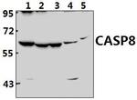 Caspase 8 Polyclonal Antibody