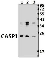 Caspase 1 Polyclonal Antibody