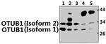 OTUB1 Polyclonal Antibody