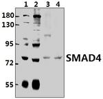 SMAD4 Polyclonal Antibody