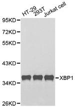 XBP1 Polyclonal Antibody