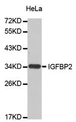 IGFBP2 Polyclonal Antibody