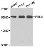 RelB Polyclonal Antibody