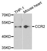 CCR2 Polyclonal Antibody