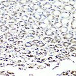 NuMA Polyclonal Antibody