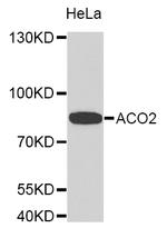 Aconitase 2 Polyclonal Antibody