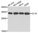 Clathrin Light Chain Polyclonal Antibody