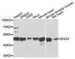 ENO3 Polyclonal Antibody