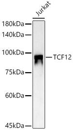 TCF12 Polyclonal Antibody