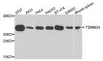 TOMM34 Antibody in Western Blot (WB)