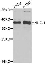XLF Polyclonal Antibody