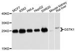 GSTK1 Antibody in Western Blot (WB)