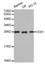 CD81 Antibody in Western Blot (WB)