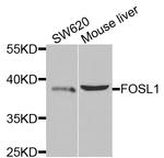 Fra1 Antibody in Western Blot (WB)