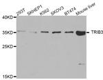 TRIB3 Polyclonal Antibody