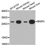 BNIP3 Antibody in Western Blot (WB)
