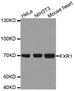 FXR1 Polyclonal Antibody
