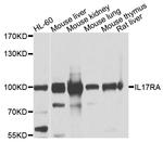 IL17RA Polyclonal Antibody