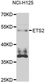 ETS2 Antibody in Western Blot (WB)