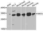 WNT4 Polyclonal Antibody