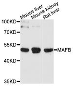 MAFB Polyclonal Antibody