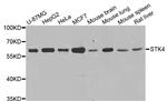 MST1 (STK4) Antibody in Western Blot (WB)