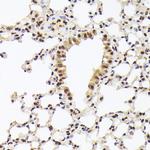 Nuclear Matrix Protein p84 Polyclonal Antibody